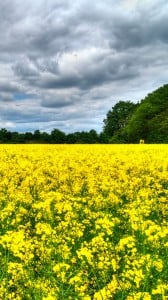 sarı çiçekler ve bulut 1080x1920