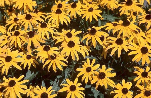 sarı çiçekli bahçe