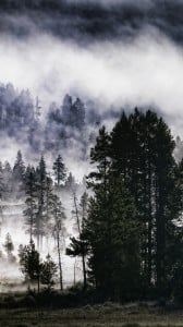 sisli orman 1080x1920