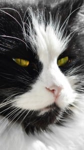 siyah beyaz kedi 1080x1920