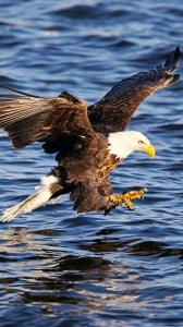 siyah kartal 1080x1920