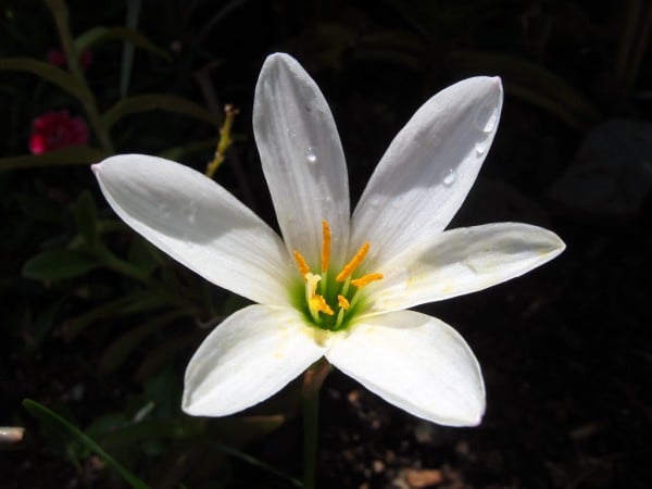 su damlalı beyaz çiçek