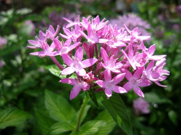 süper pembe çiçek