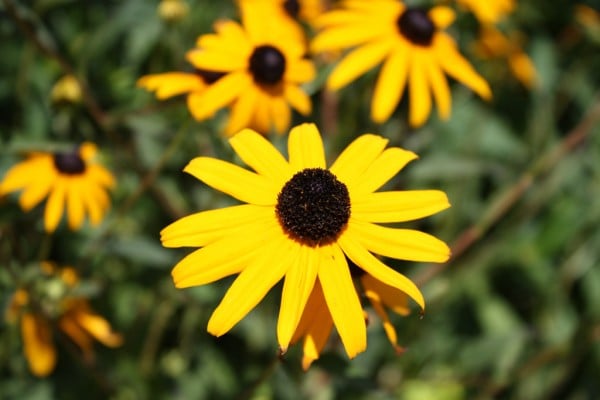 süper sarı tonlu çiçek