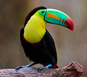 Tukan Samsung Galaxy S3 Wallpaper