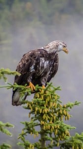 vahşi kel kartal 1080x1920