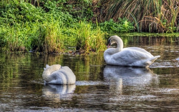 winchester beyaz kuğular