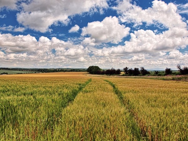 winchester doğal arazi