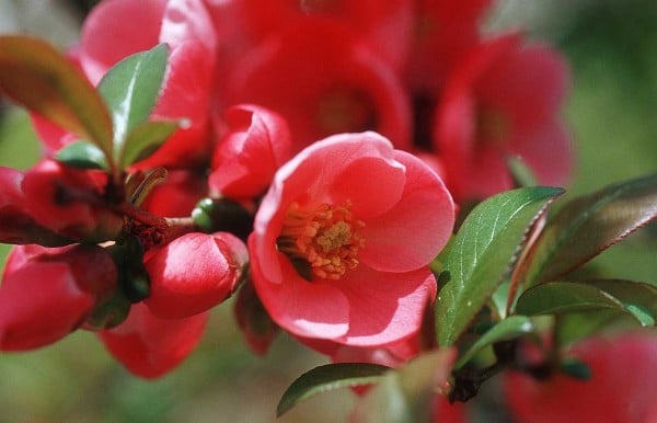 yakın çekim pembe çiçek