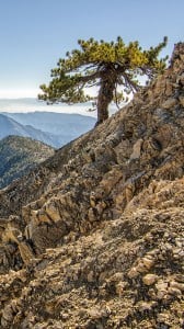 yalnız ağaç 1080x1920