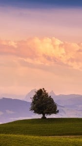 yalnız ağaç 1080x1920