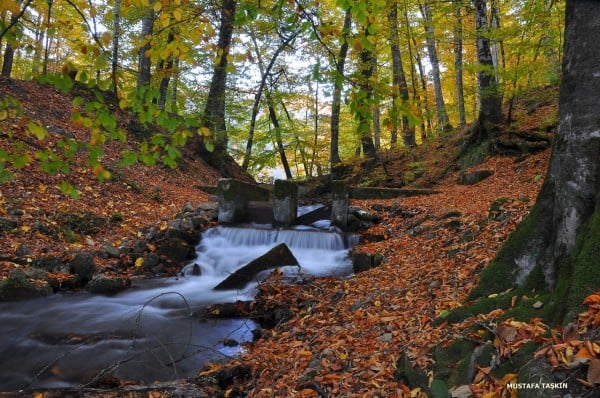 yedigöller akarsu ve ağaçlar