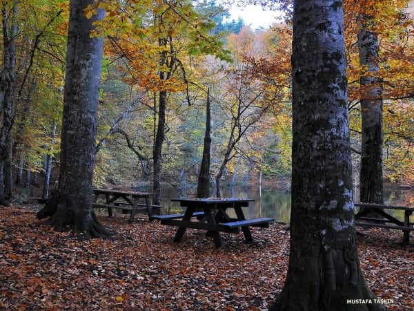 yedigöller ağaçlar ve tahta banklar