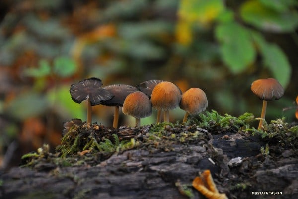 yedigöller - mantarlar