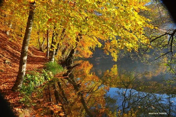 yedigöller sonbahar