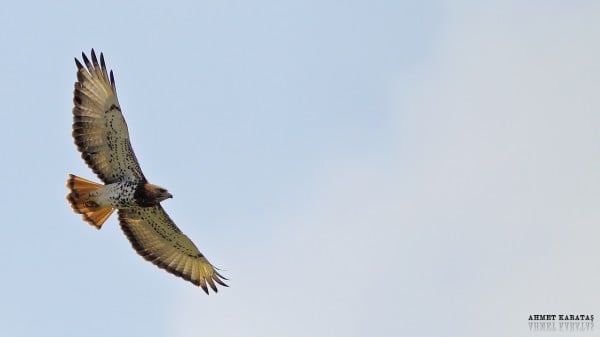 yılan kartalı uçarken