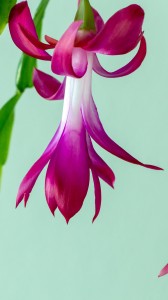 yılbaşı kaktüsü 1080x1920