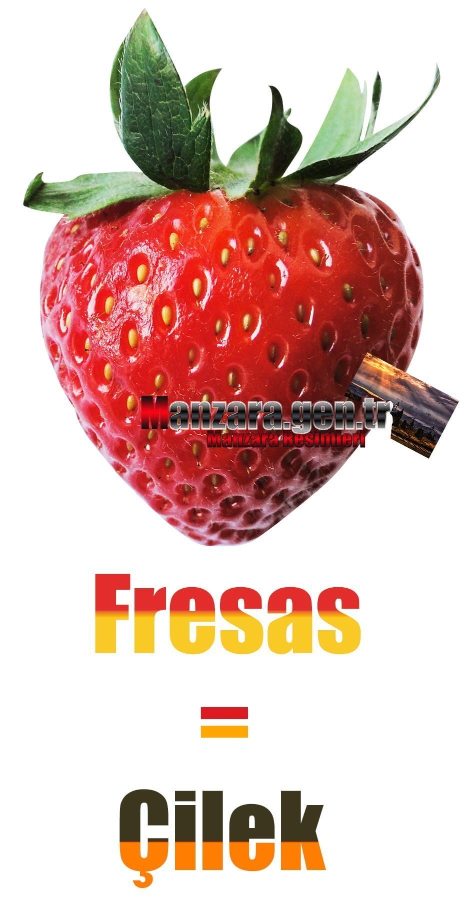 Çileğin İspanyolcası (Fresas)