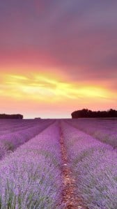 Çiçek Tarlası 1080x1920