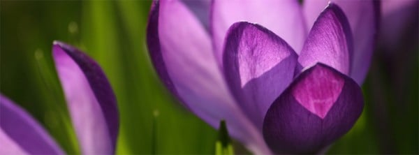 Çiğdem Çiçeği Facebook Kapağı