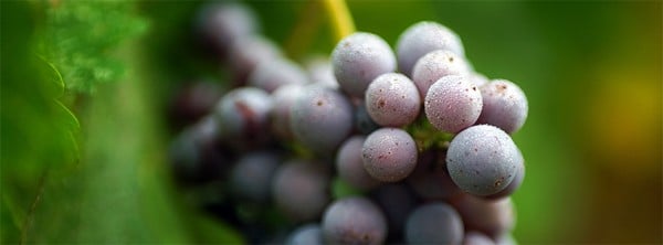 Üzüm Facebook Kapağı