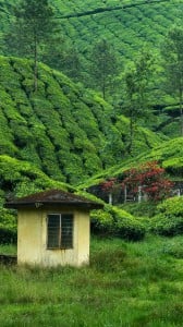 çay bahçesi 1080x1920