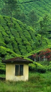 çay bahçesi 1080x1920