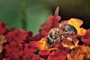 çiçekteki işçi arı - 2