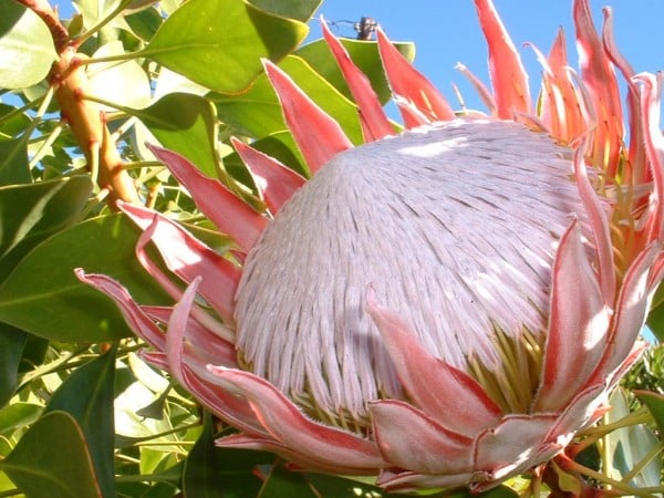 İlginç çiçekli duvar kağıdı