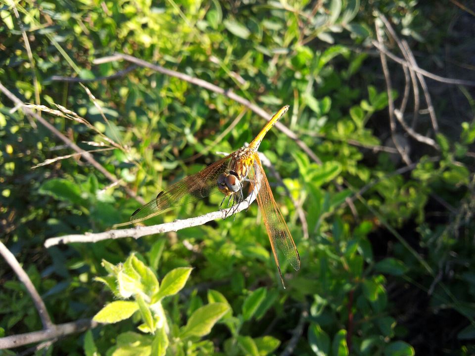 401788_3808518865596_1838457840_n-1340371436