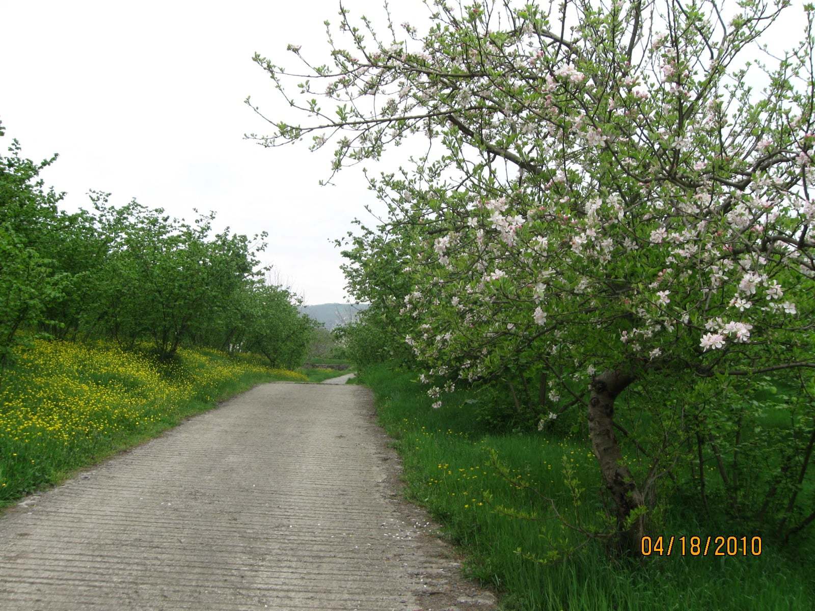 Akçaabat - Cevizli Köyü