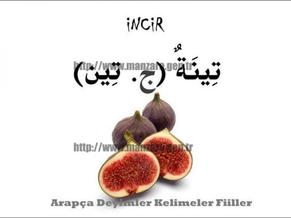 Arapça incir yazısı ve resmi
