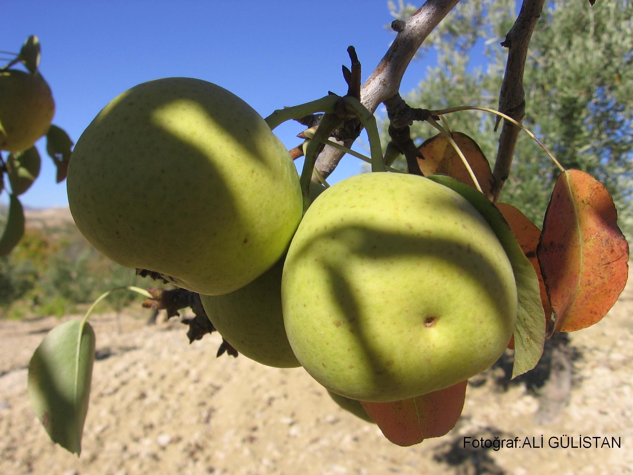 Armut Resimleri