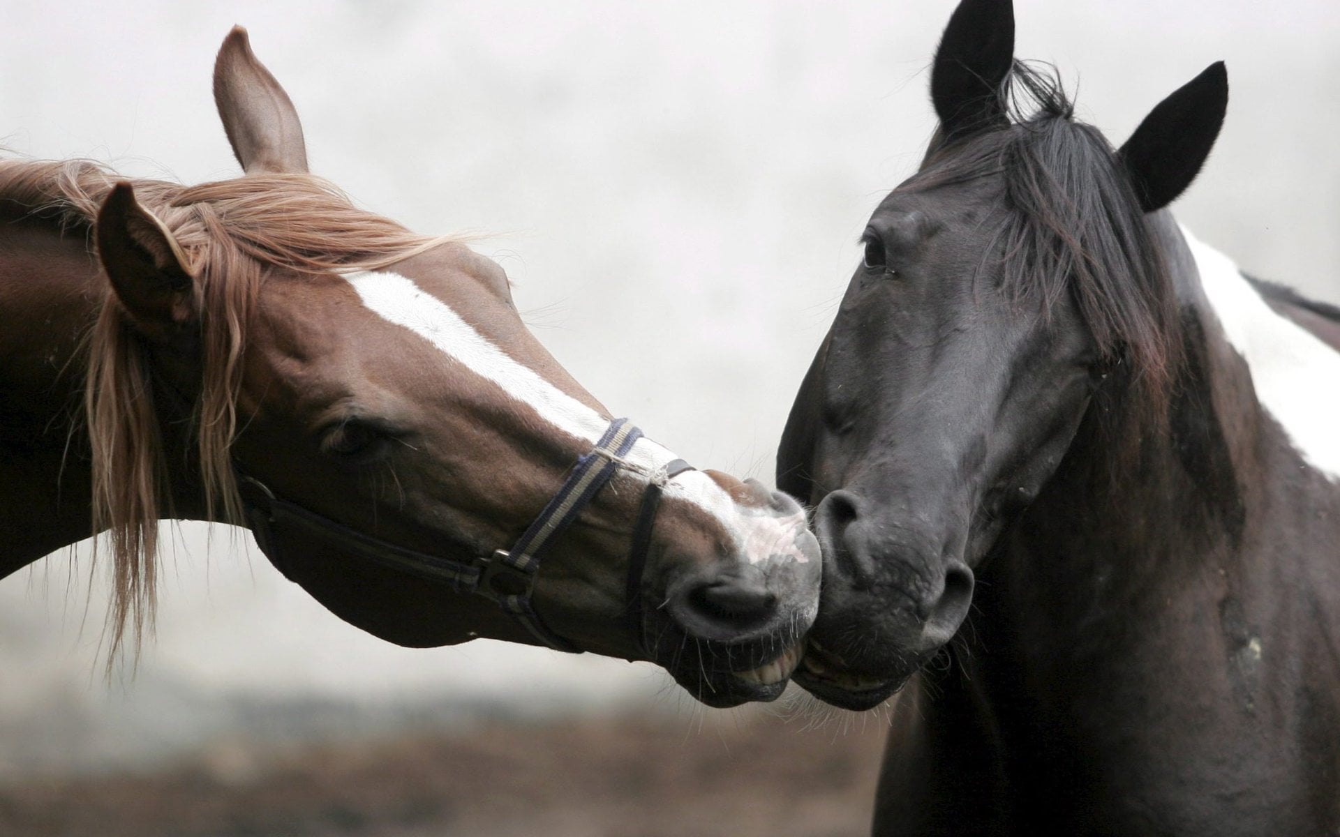 Atların Aşkı