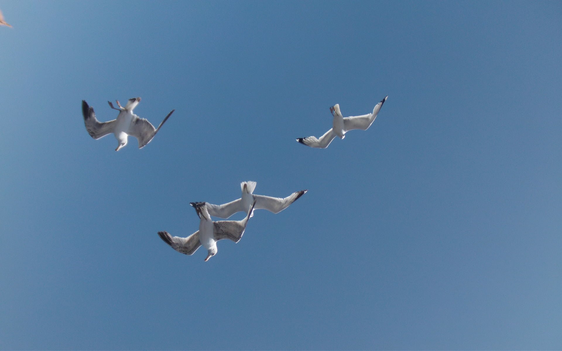 Avını arayan martı