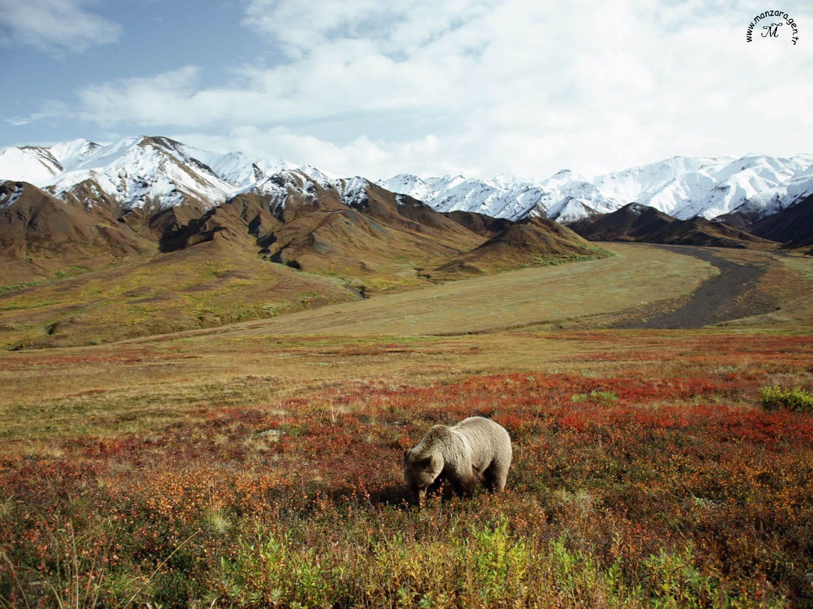 Ayı Fotoğrafları - 5