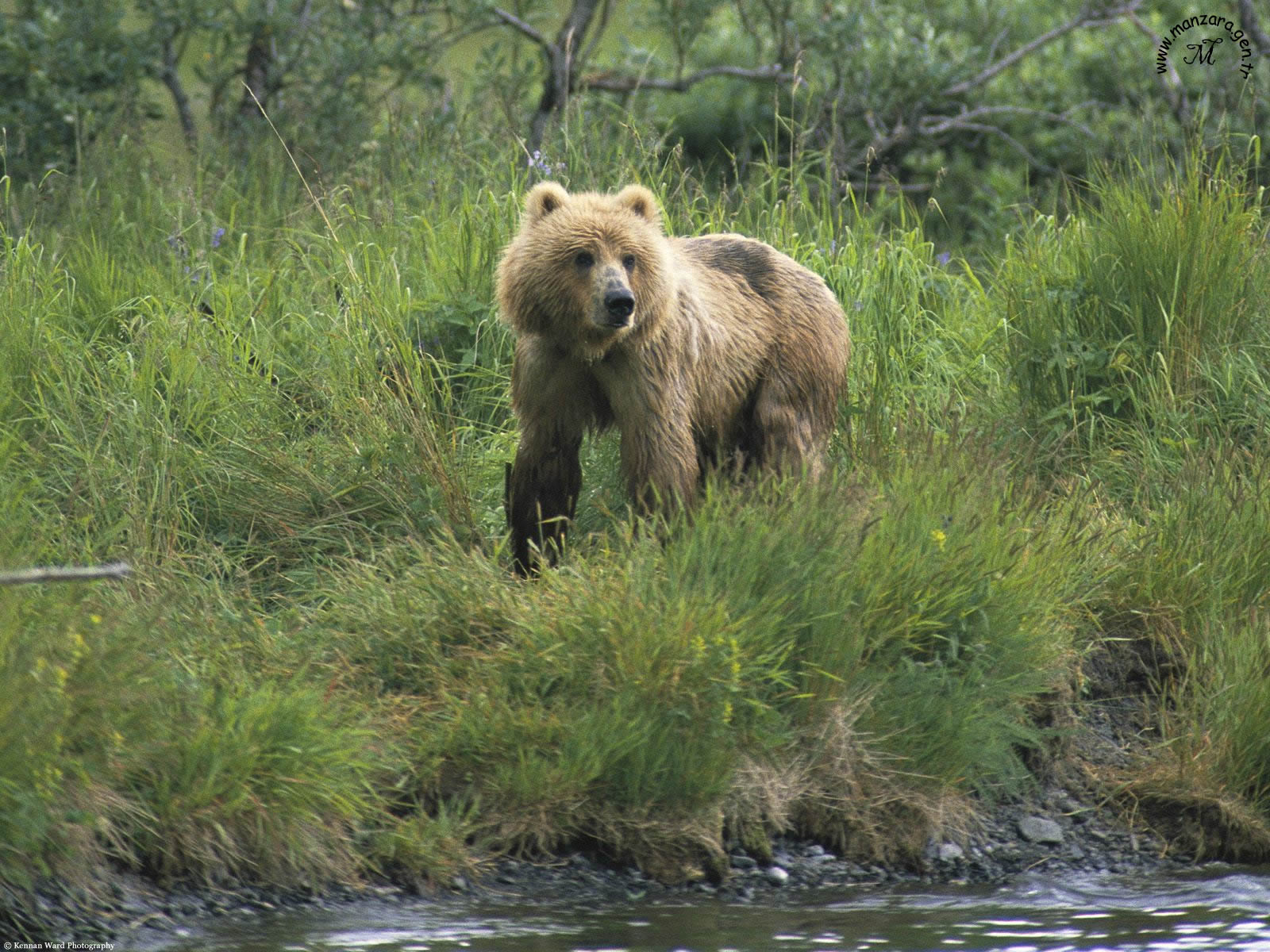 Ayı Fotoğrafları - 7
