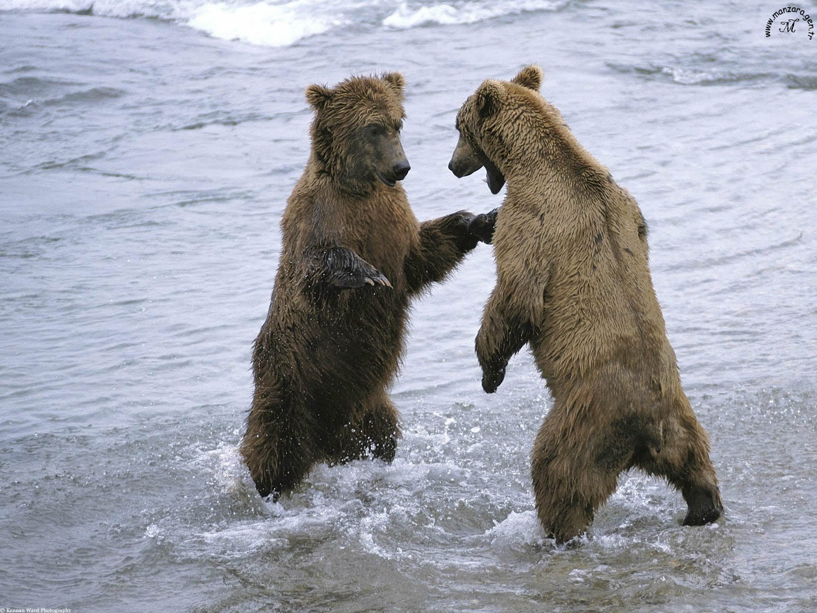 Ayı Fotoğrafları - 8