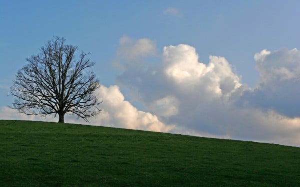 Ağaç ve bulut