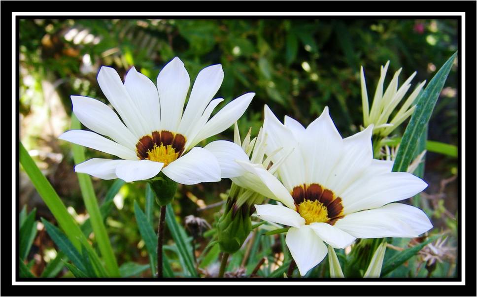 Bahçemde ki papatyalarım