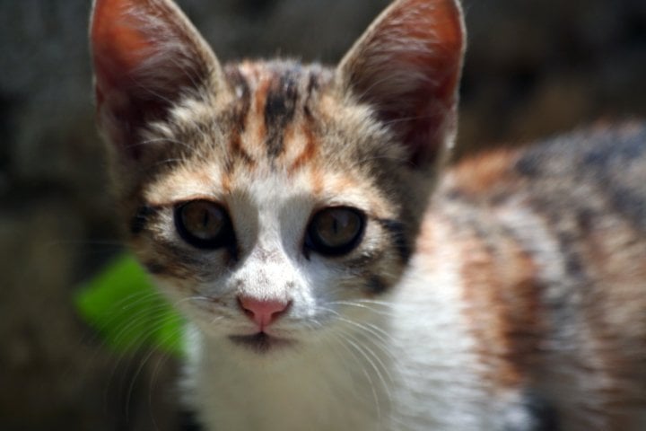 Bahçemin Güzel Kedisi