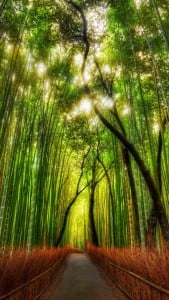 Bambu Ağacı iPhone 6 Plus