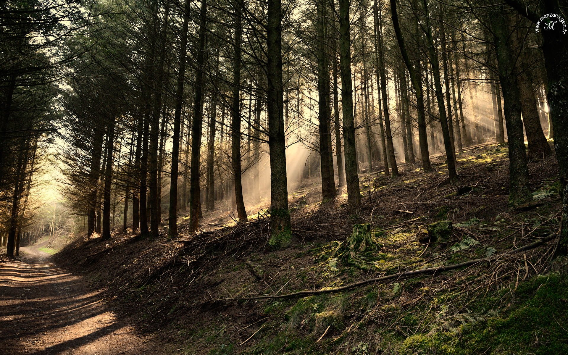 Belçika Ormanları