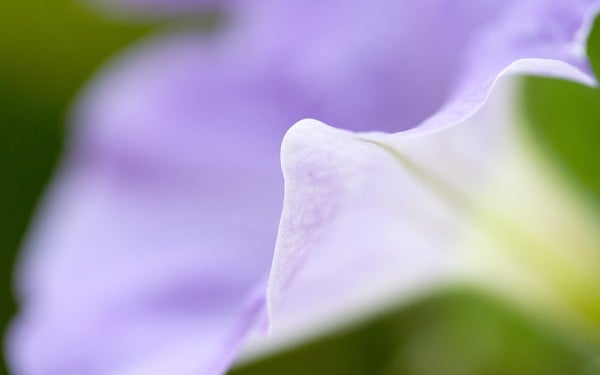 Beyaz gölgeli çiçek