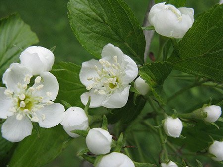 Beyaz tomurcuklu çiçekler