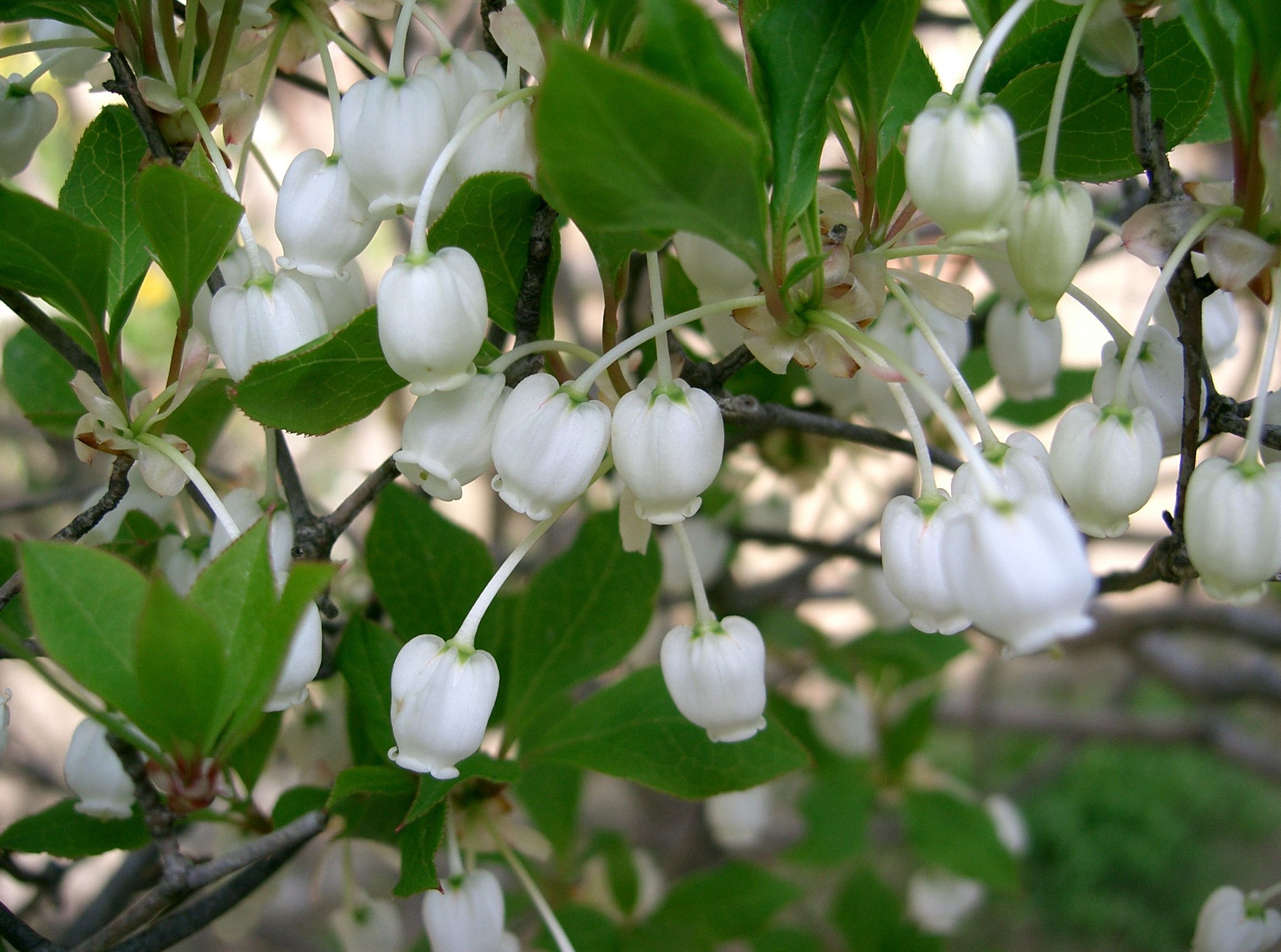 Beyaz_Enkianthus_perulatus_muhtesem_canlari