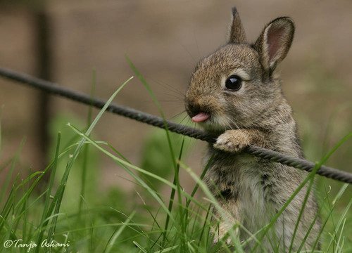 Bir tavşancık