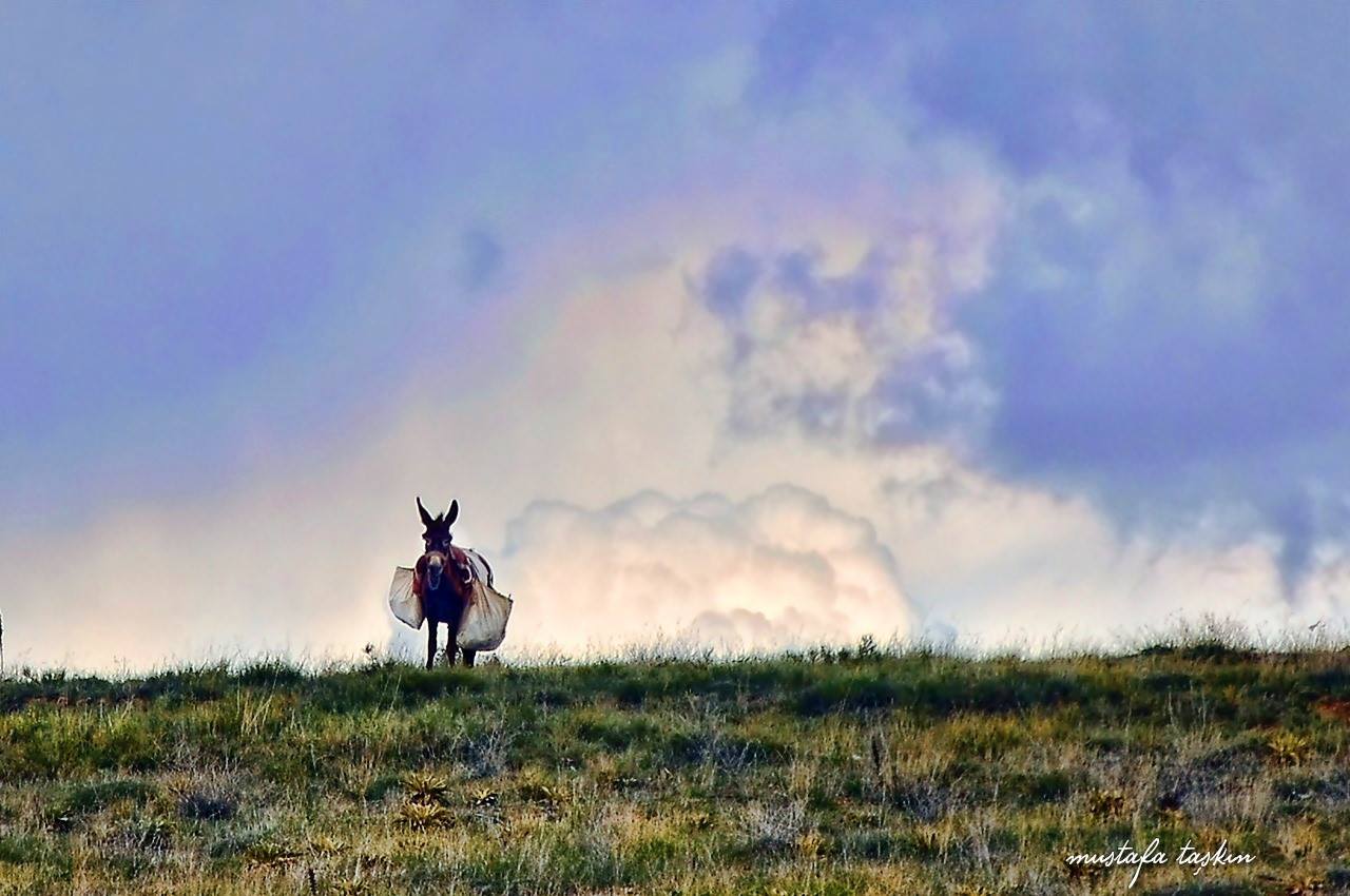 Bozkırın cefakârı