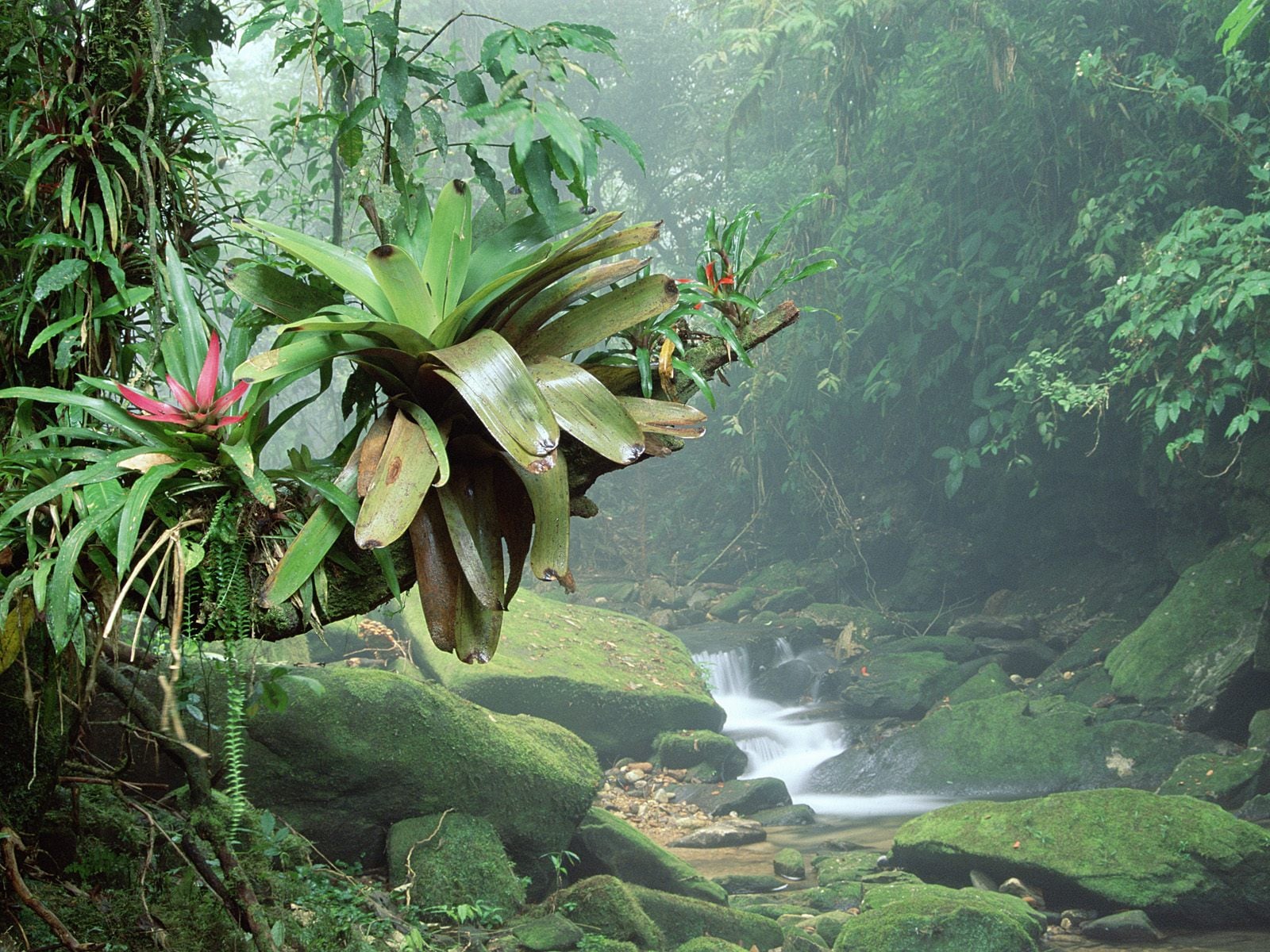 Bromeliads,Bocaina National Park,Atlantic Rainforest,Brazil