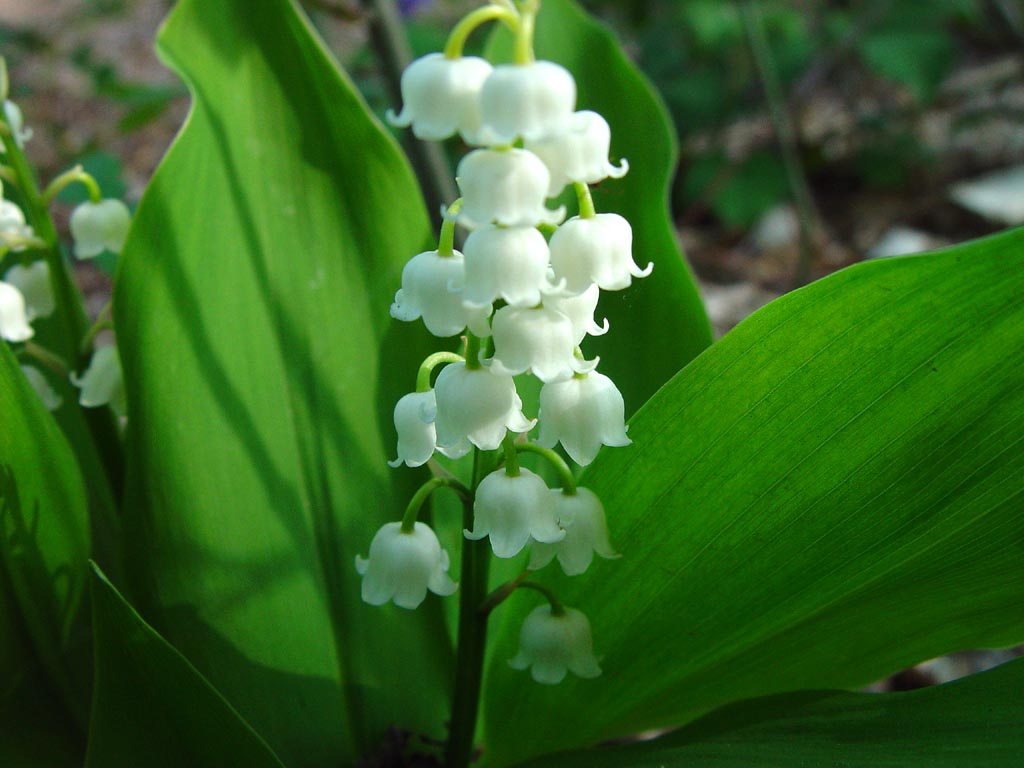 Convallaria-majalis-muge-ciceg-1